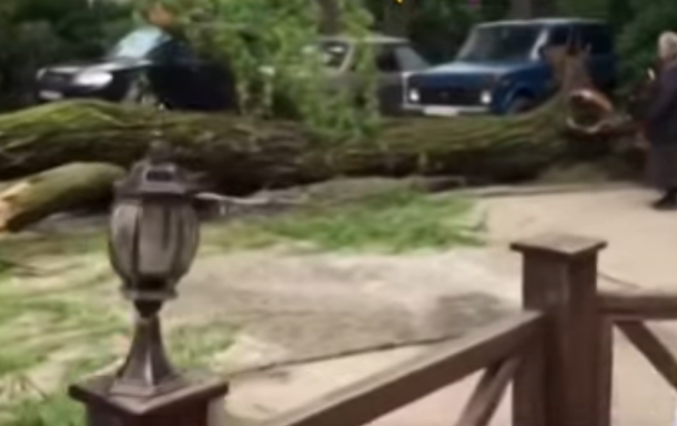 В Сочи во дворе дома на глазах у жильцов рухнуло дерево