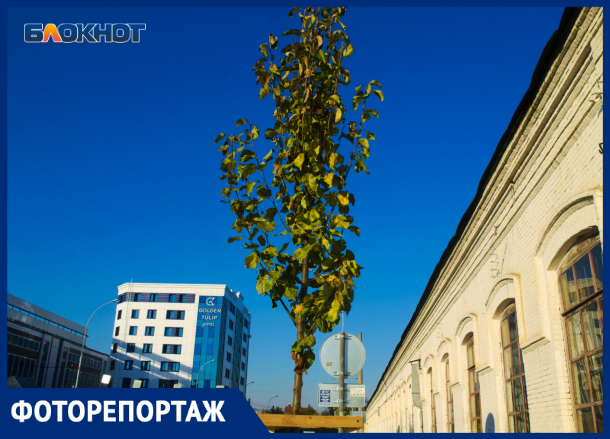 Груша, которую еще нельзя скушать: как посадили деревья в центре Краснодара