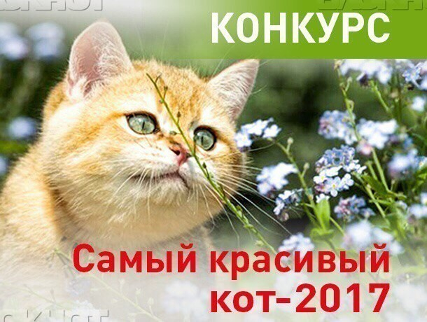Прием заявок на участие в конкурсе «Самый красивый кот-2017» завершился