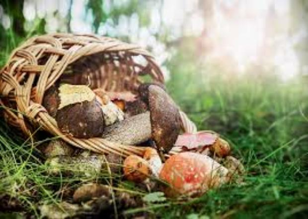 В Краснодарском крае двое детей отравились грибами