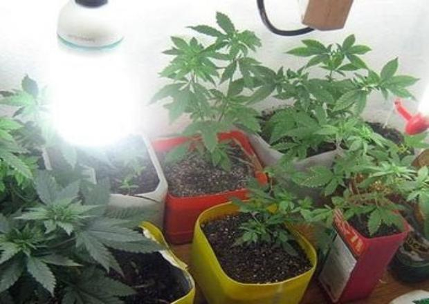 Житель Сочи на чердаке своего дома выращивал запрещенные растения