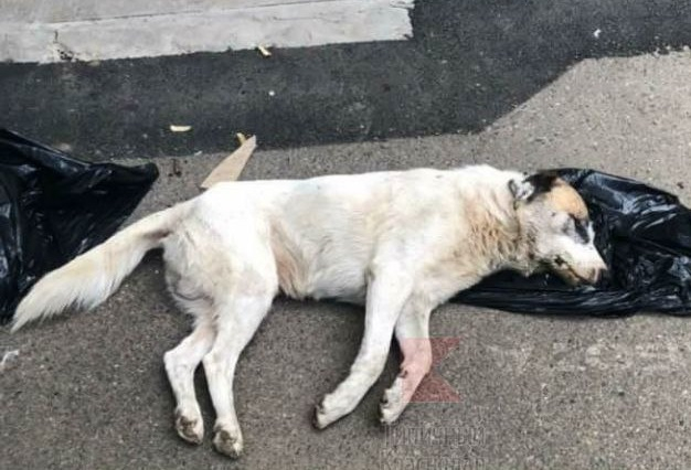В Краснодаре до смерти забили бродячую собаку
