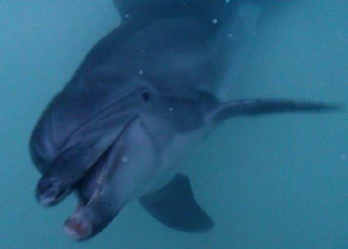 Изъятый полицейскими дельфин умер в анапском дельфинарии