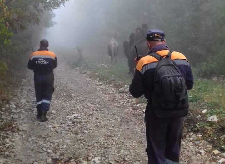 В горах Кубани нашли затерянное стадо верблюдов