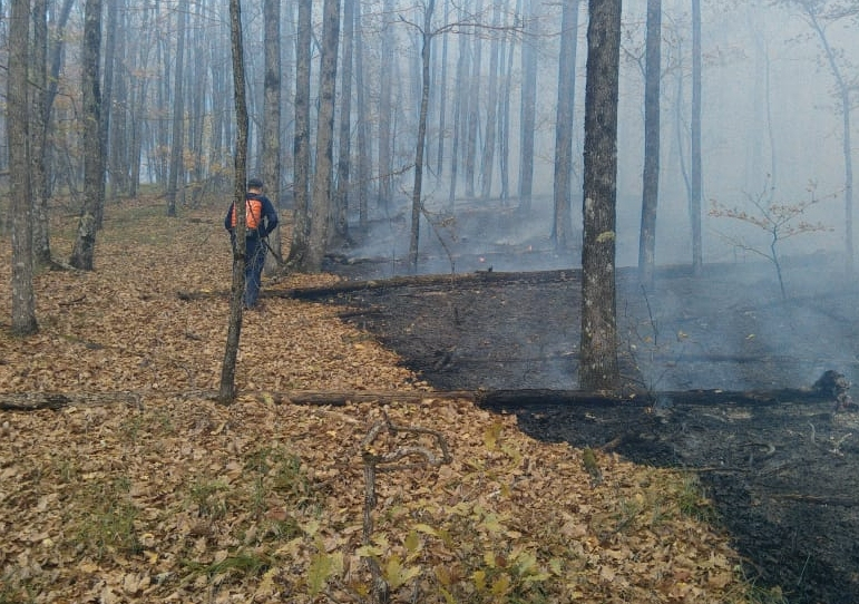 Лесной пожар уничтожил 8,3 га леса в Северском районе Кубани