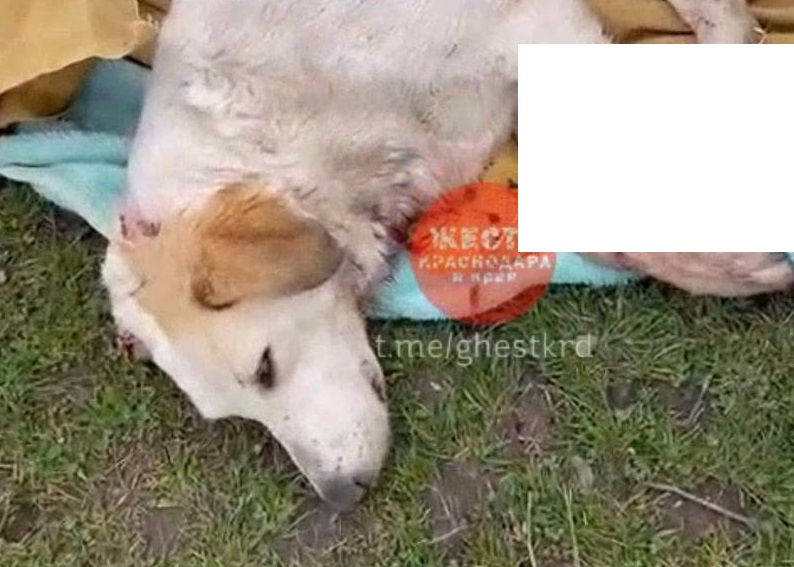 В Карасунском округе Краснодара расстреляли бездомных собак