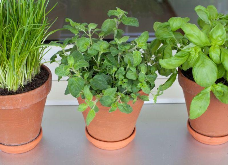 Огород в квартире: какие овощи и зелень можно посадить на подоконнике осенью