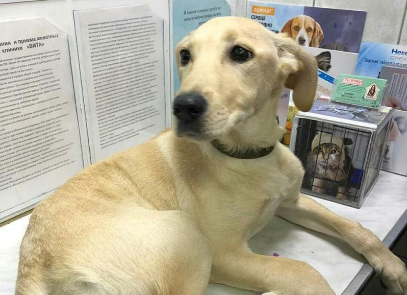 Волонтеры бьют тревогу: краснодарец жестоко избил собаку