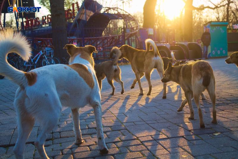 Стая бродячих собак напала на девушку в Краснодаре