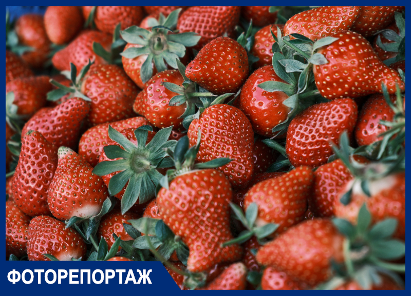 Прогулка по рынку: где в Краснодаре купить клубнику за 150 рублей