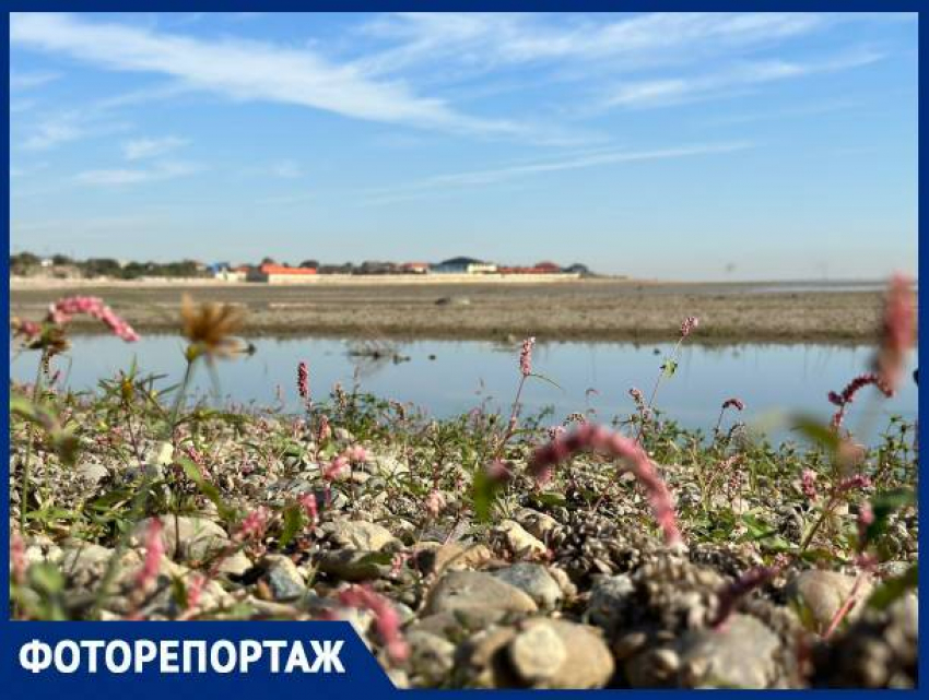 Мёртвые ракушки, цветы и пустыня: Краснодарское водохранилище стало заполняться водой