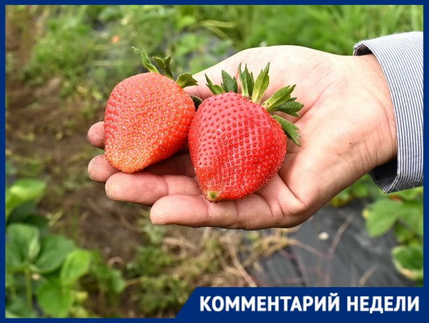 «Пострадали более 50 га клубники»: фермеры Кубани прогнозируют потери урожая из-за подтоплений