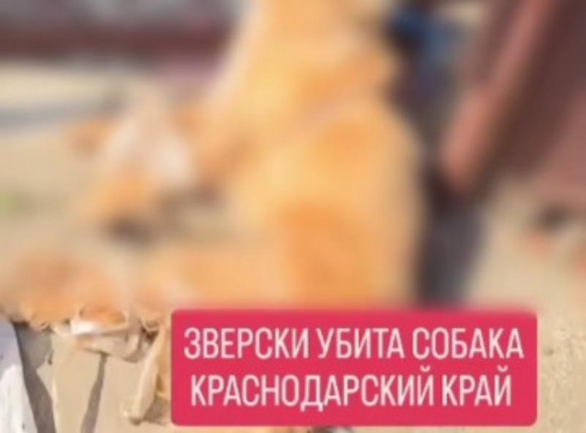 На Кубани пенсионерка задушила проволокой застрявшую в заборе собаку