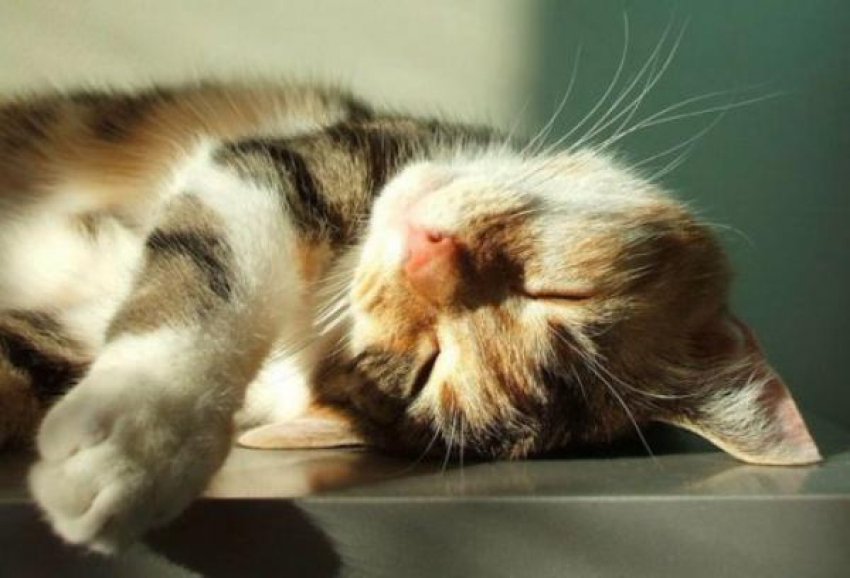 Скажем «нет» зимней стуже: до 16 градусов тепла прогреется воздух на Кубани 