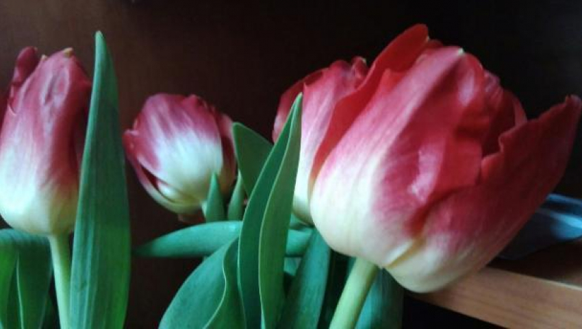 Житель Кубани похитил две тысячи тюльпанов накануне 8 марта