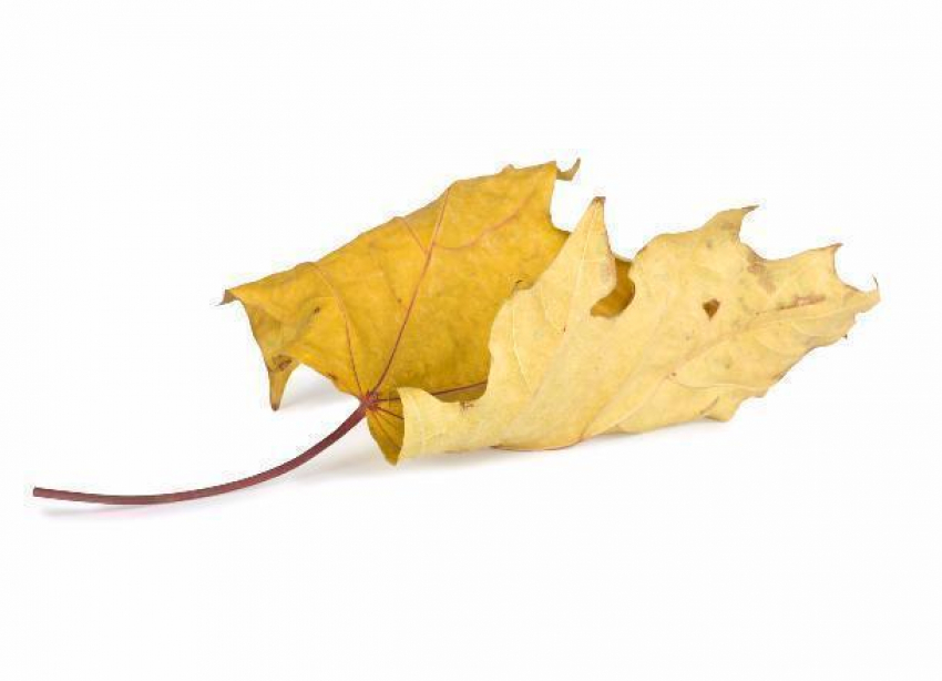 В Краснодаре зарплаты «опадают» вместе с листьями