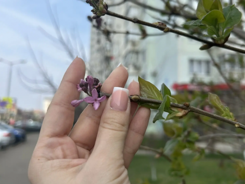 Неожиданное цветение сирени в марте застали краснодарцы