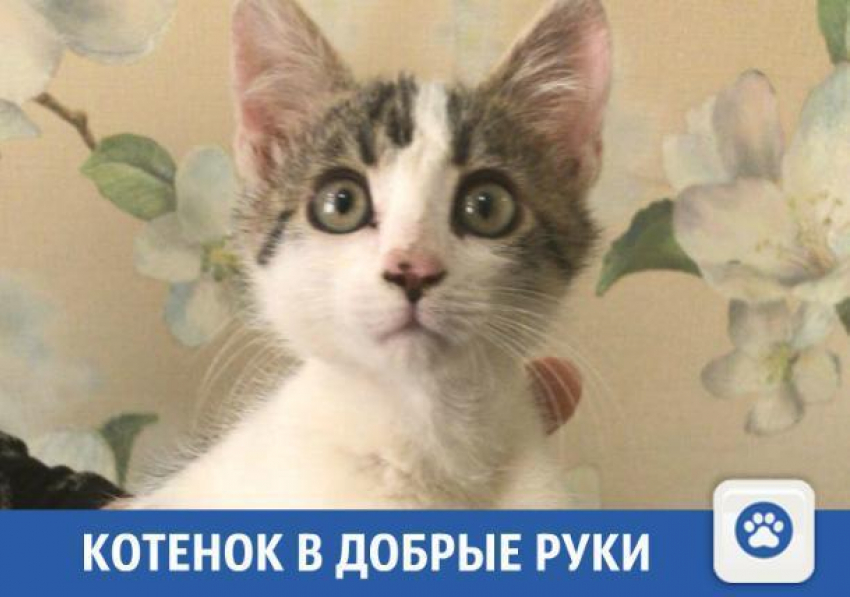 Доброго котенка отдадут в добрые руки