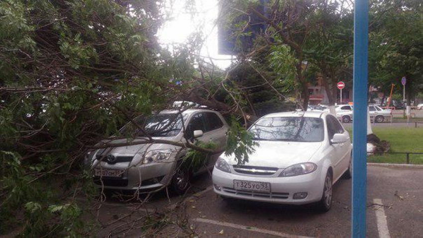 В центре Краснодара упало дерево