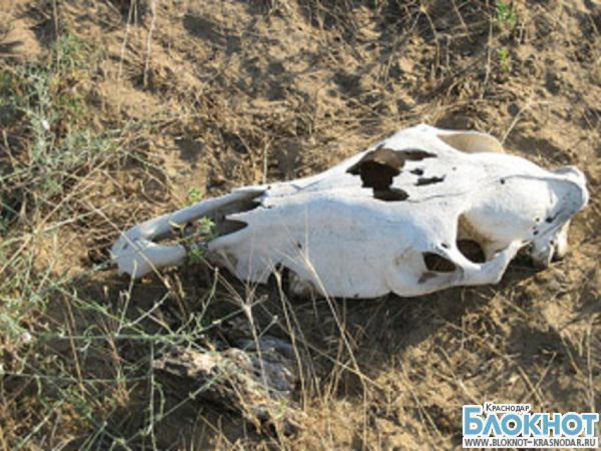 В Ейске на пляж сползает содержимое ящурного скотомогильника