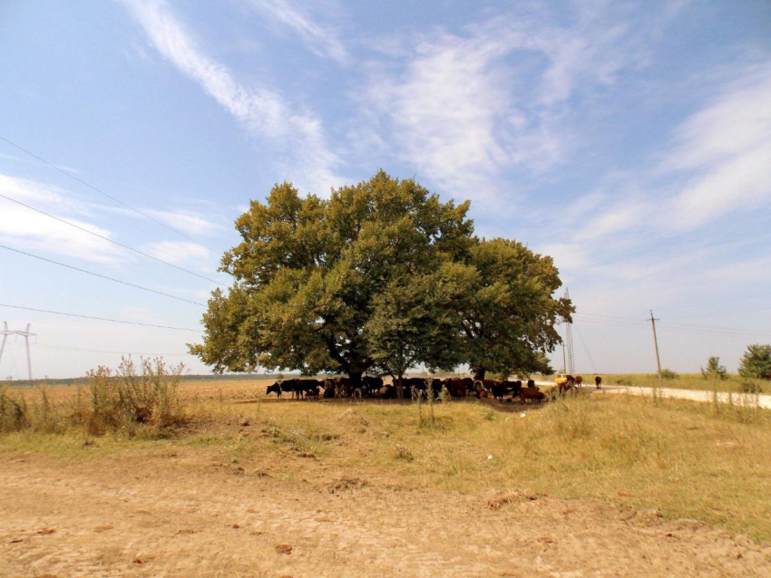 Экстремальную жару и облачность прогнозируют в Краснодаре