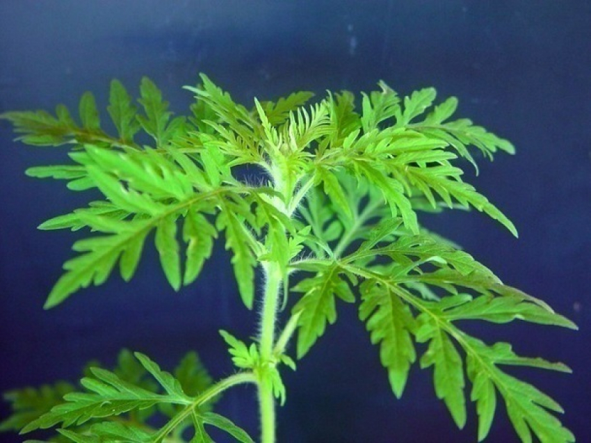 Кубань потратит 170 млн рублей на борьбу с «пищей богов"