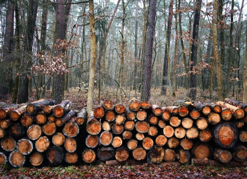 Следователи оценили ущерб от незаконной вырубки леса адыгейской фирмой в 11 млн рублей