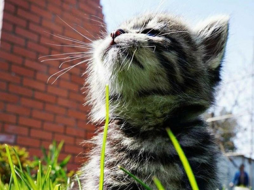 В Краснодарский край вернутся кратковременные дожди