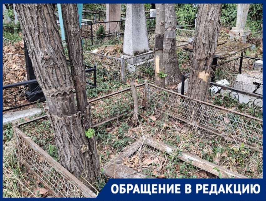 «Могут упасть кому-то на голову»: краснодарцы требуют убрать сухие деревья на кладбище