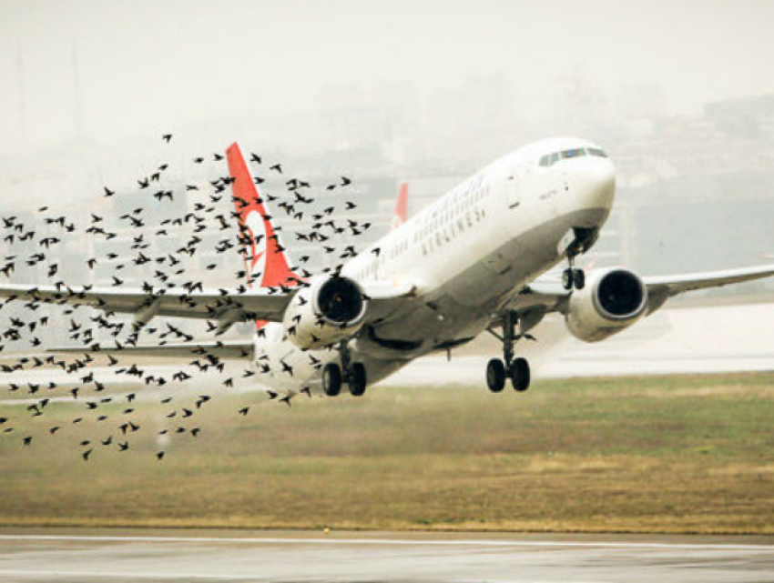 Летевший в Сочи самолет вынужденно приземлился в Саратове из-за птицы