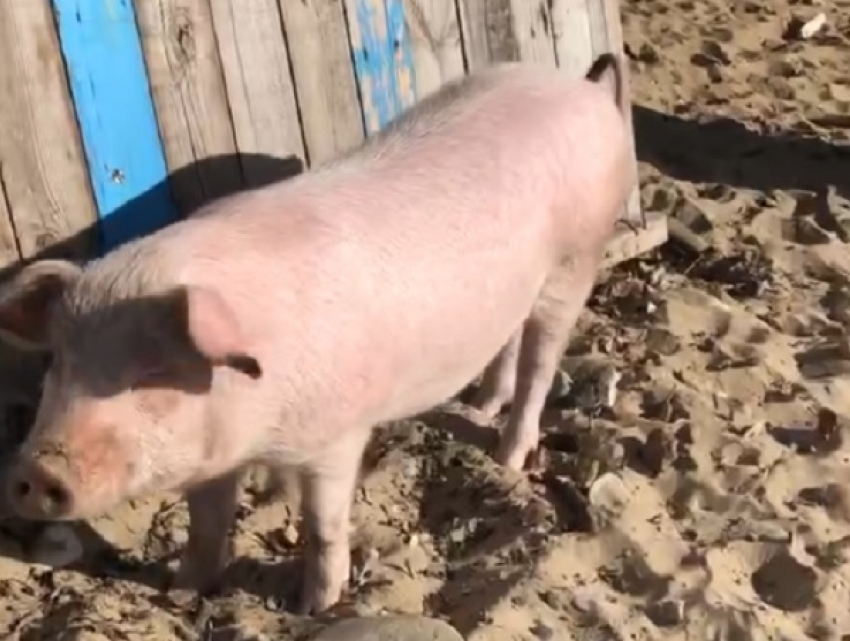 В Краснодарском крае свиньи оккупировали пляжи