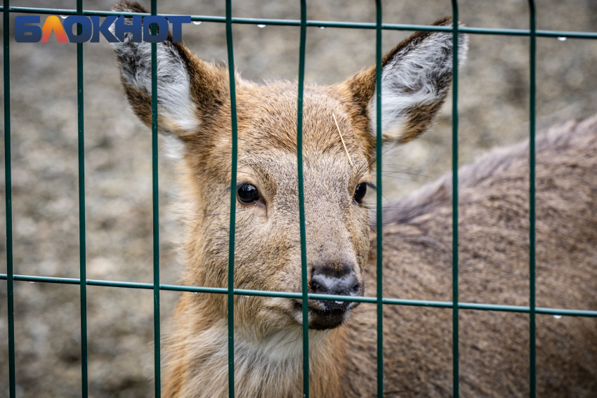 Воплощение грации и красоты: в Краснодаре рассказали о жизни пятнистого оленя