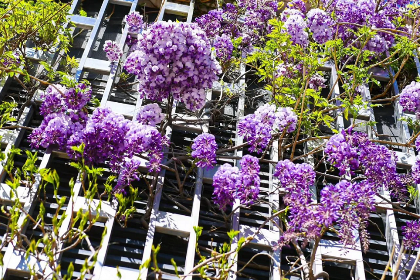 Ароматный сиреневый «водопад» украсил парк Галицкого в Краснодаре