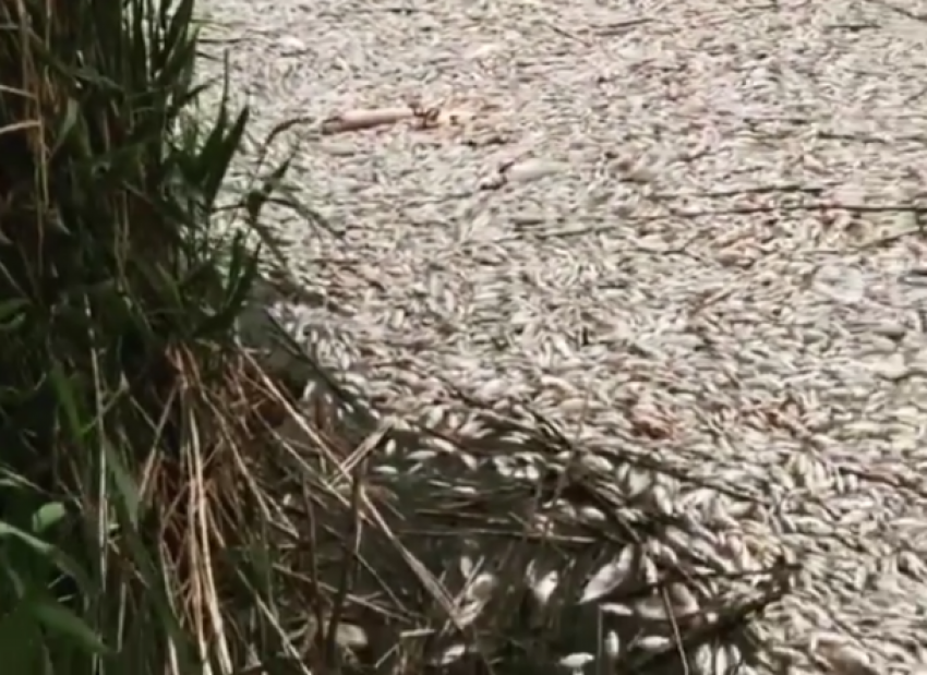  В озере в Выселковском районе сдохла вся рыба 