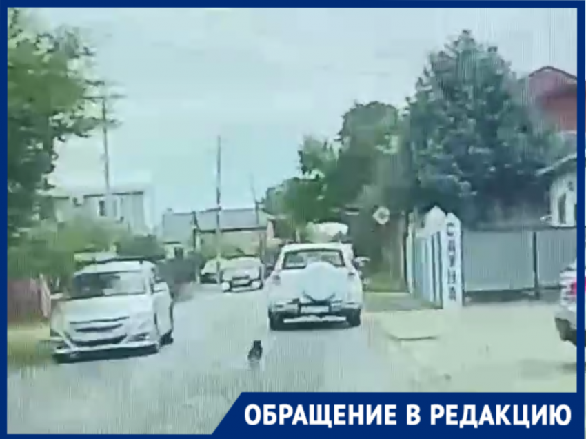 Она бежала следом до последнего: краснодарцы безжалостно выбросили собаку из авто