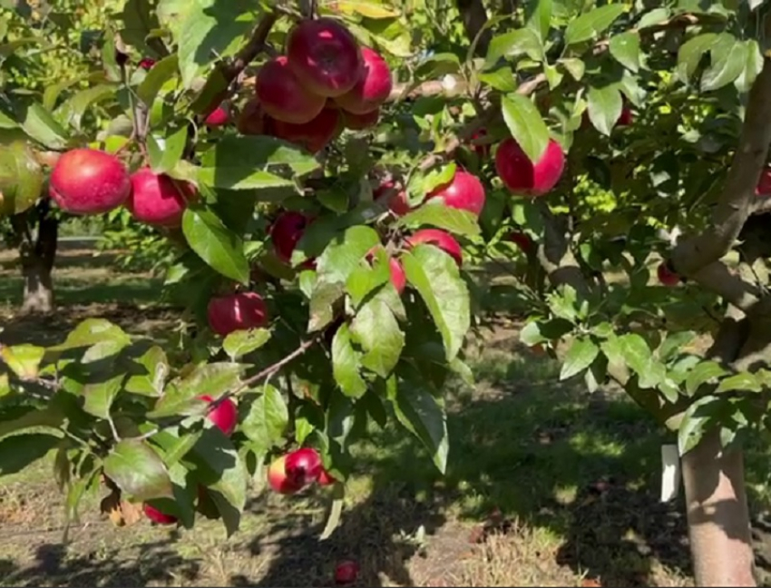 Миллиардер Олег Дерипаска прогулялся по яблоневому саду на Кубани