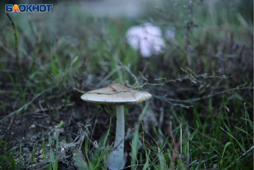 «Тихая охота» закончилась отравлением 11 грибников на Кубани