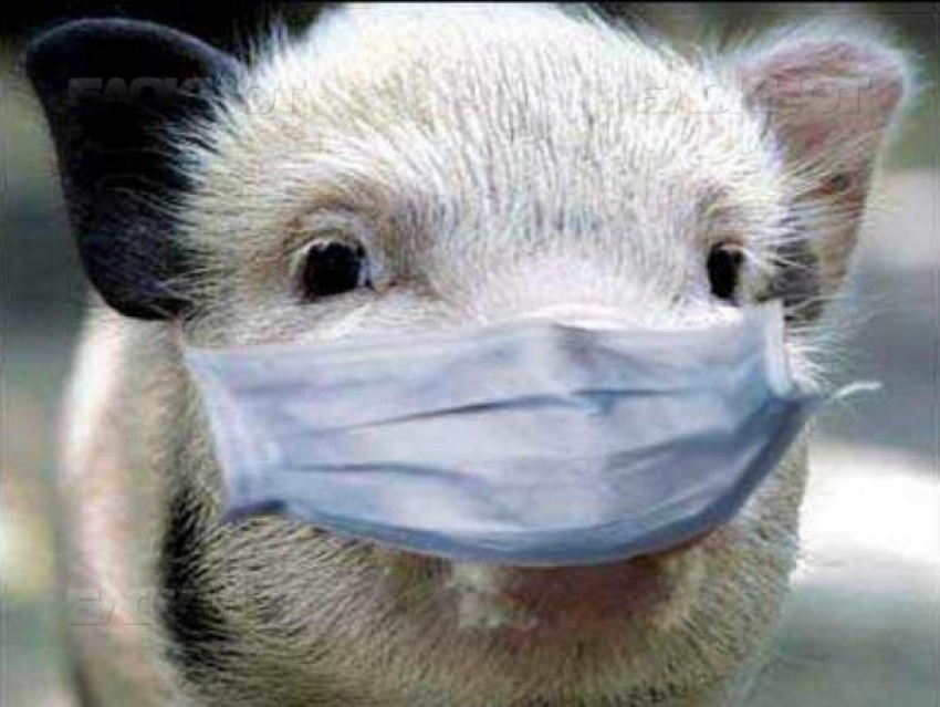 «Это уже просто свинство»: свиньи пойдут «под нож» в Краснодарском крае