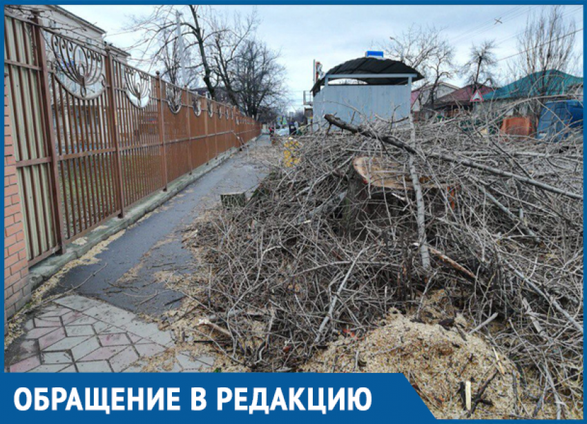 «Мама, чем я буду дышать?» - у школы №17 в Краснодаре спилили здоровые деревья