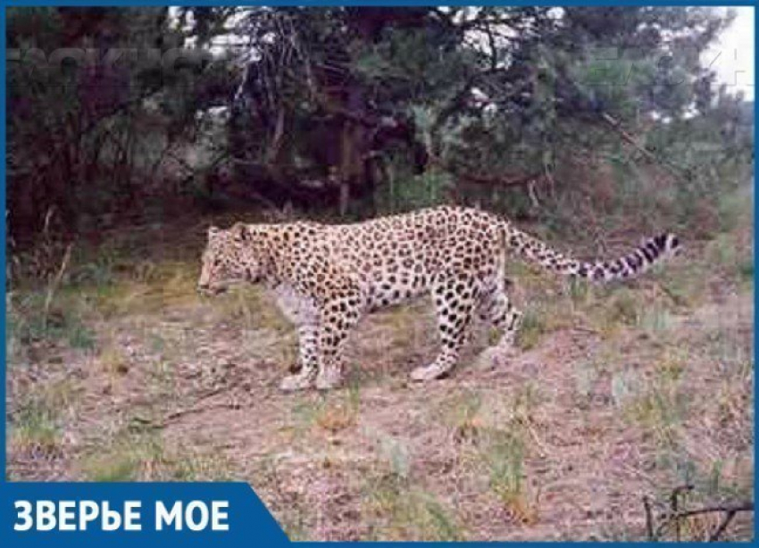 В Сочи выпустят в дикую природу леопарда Викторию, устроившую переполох в Абхазии