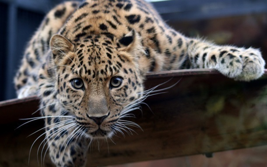 Сочинские леопарды окажутся под прицелом сотни фотокамер
