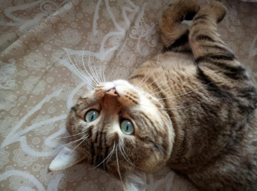 Небольшой дождь ожидается на Кубани