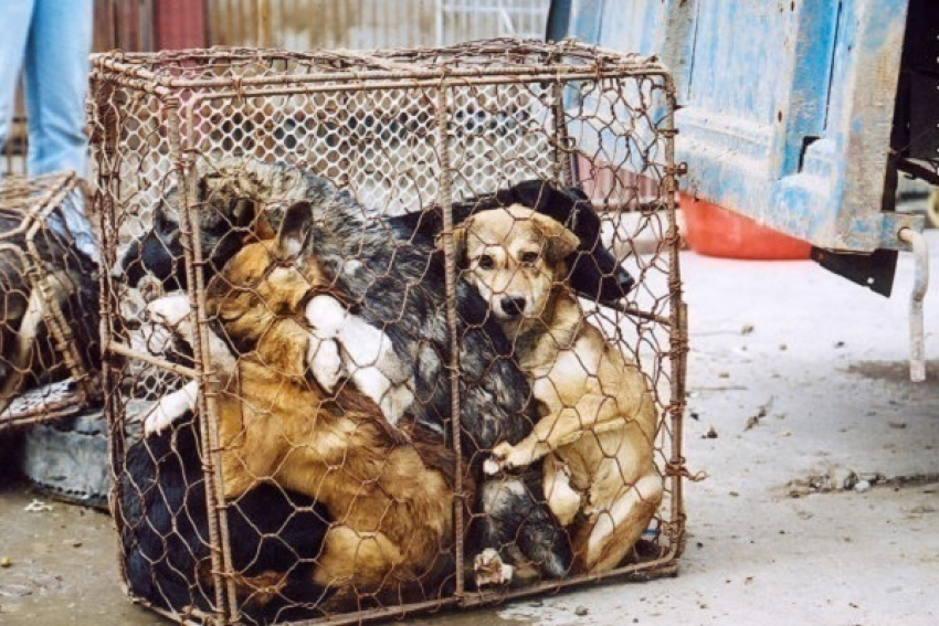 В Сочи за убийство бездомных животных дают 1270 рублей