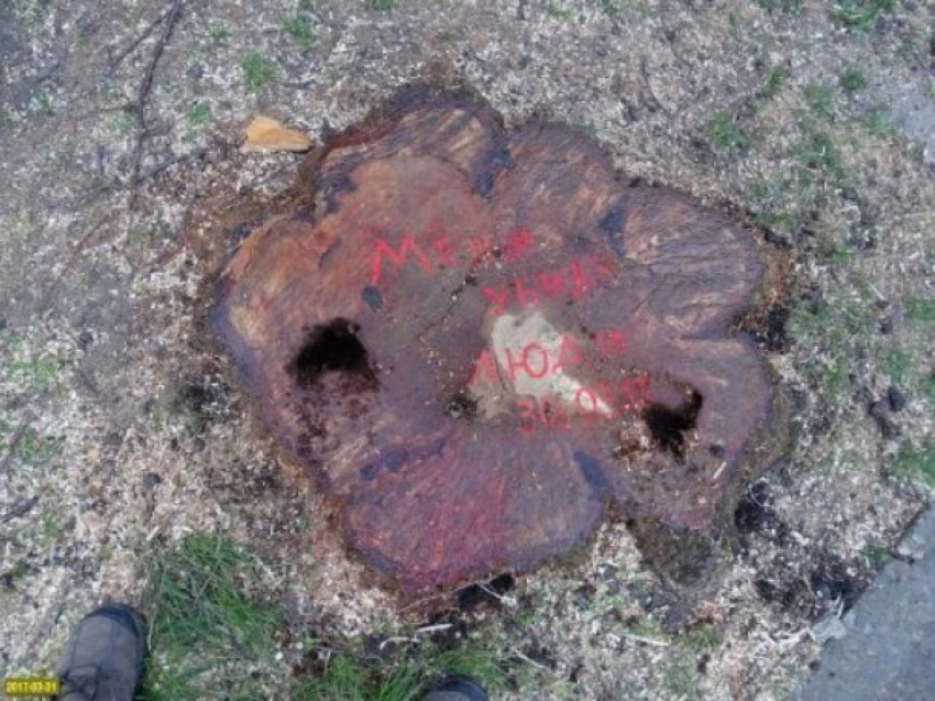  В Краснодаре на нескольких улицах вырубили здоровые деревья 