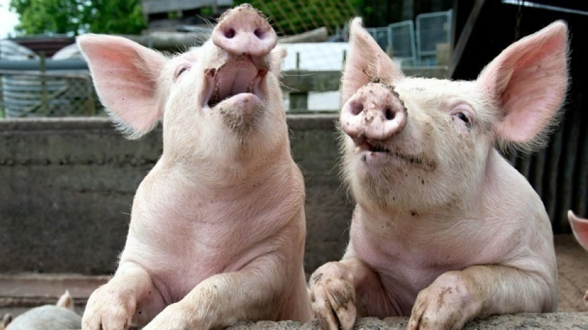 Еще в одном районе Кубани нашли африканскую чуму свиней 