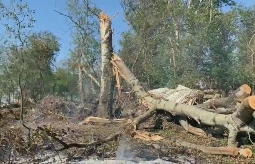 Мэрия Краснодара не будет разбираться в уничтожении деревьев в пойме Кубани