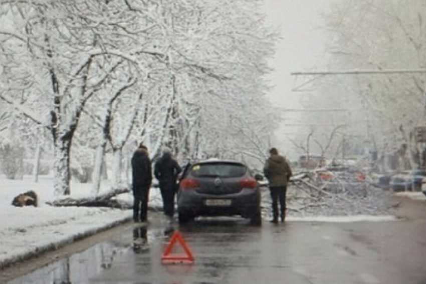 В Краснодаре во время непогоды на дорогу упало дерево 