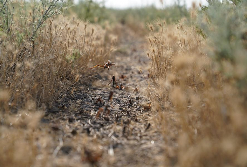 После обработки пестицидами полчища саранчи перешли в водоохранную зону в Приморско-Ахтарском районе