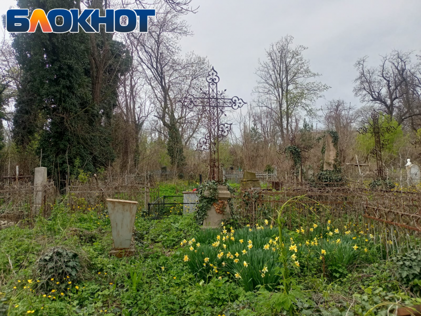 От нарциссов до тюльпанов: могилы Всесвятского кладбища в Краснодаре утопают в цветах