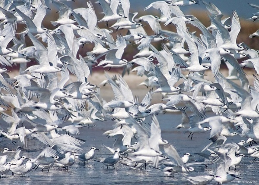 Новороссийск из-за аномально теплой погоды атаковали чайки